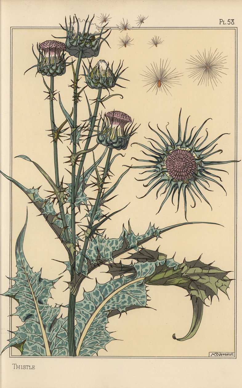 Distel botanische Studie von Eugene Grasset