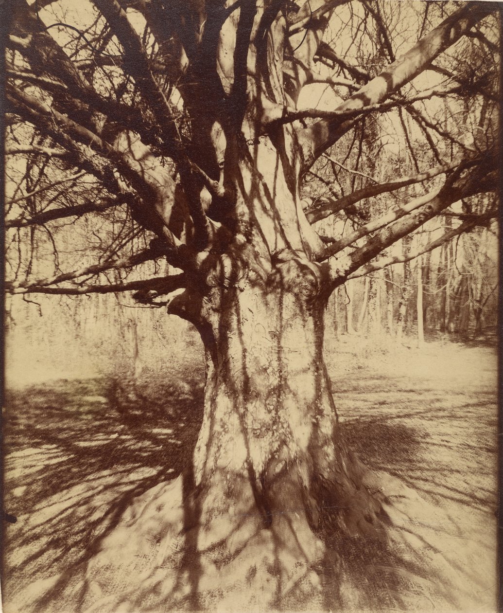 Baum (Garche) Buche von Eugène Atget