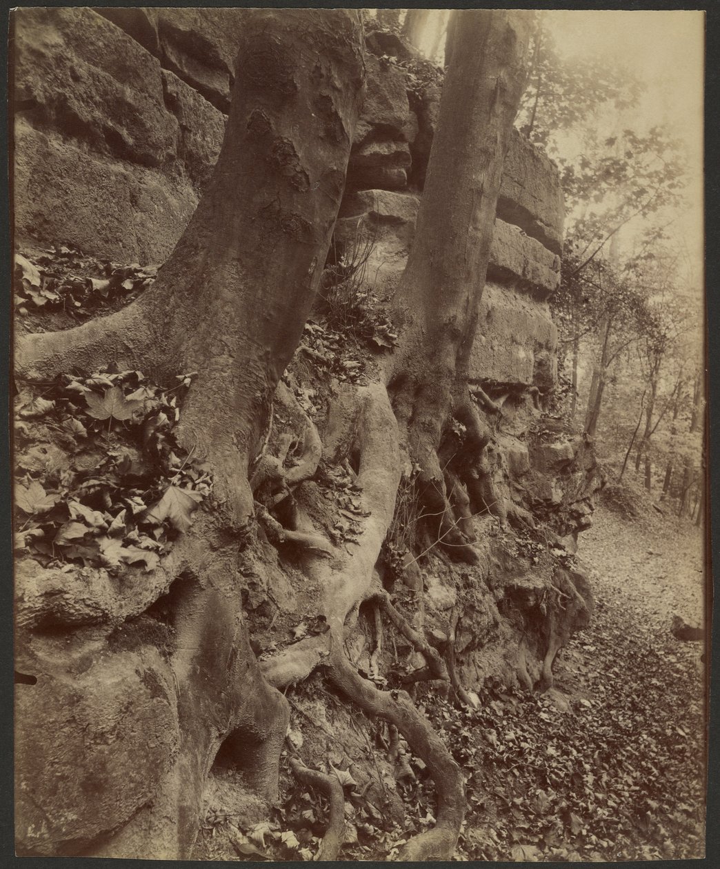 Parc de Saint-Cloud von Eugène Atget