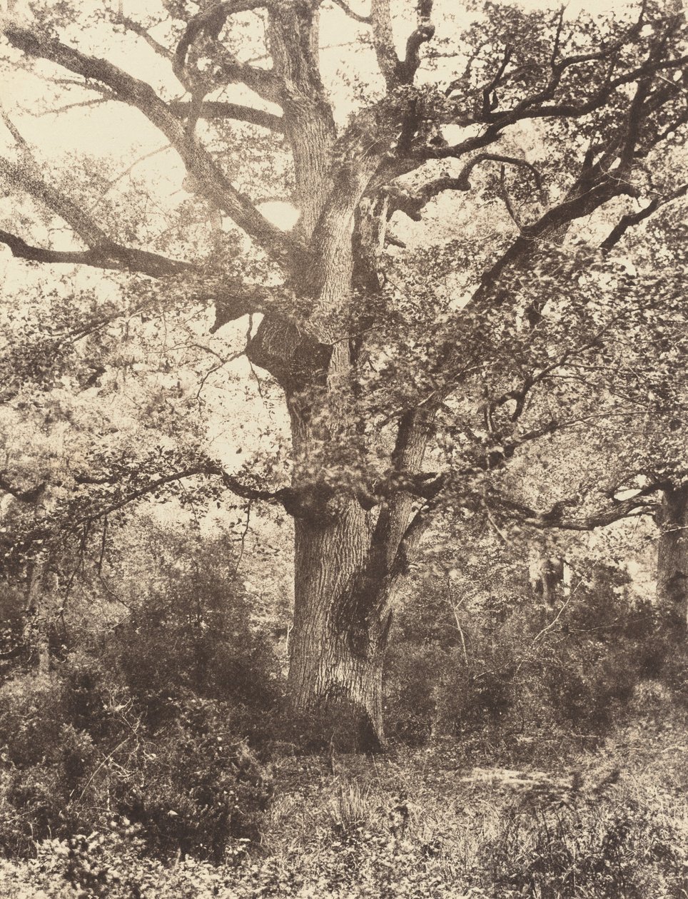 Près du Bodmer, 1860er Jahre von Eugène Cuvelier