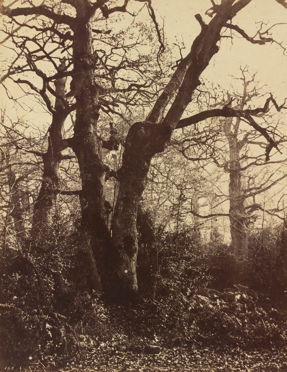 Baumstudie, Fontainebleau, 1860 von Eugène Cuvelier