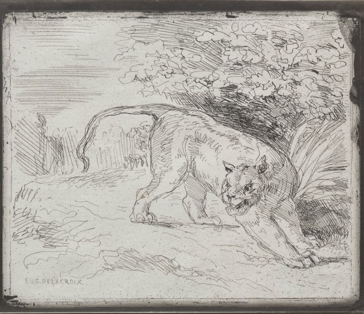 Ein gefangener Tiger von Eugène Delacroix