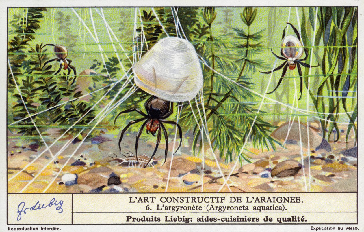Wasserspinne (Argyroneta aquatica) (Chromolithografie) von European School