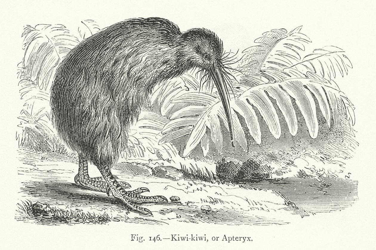 Kiwi-kiwi oder Apteryx von European School