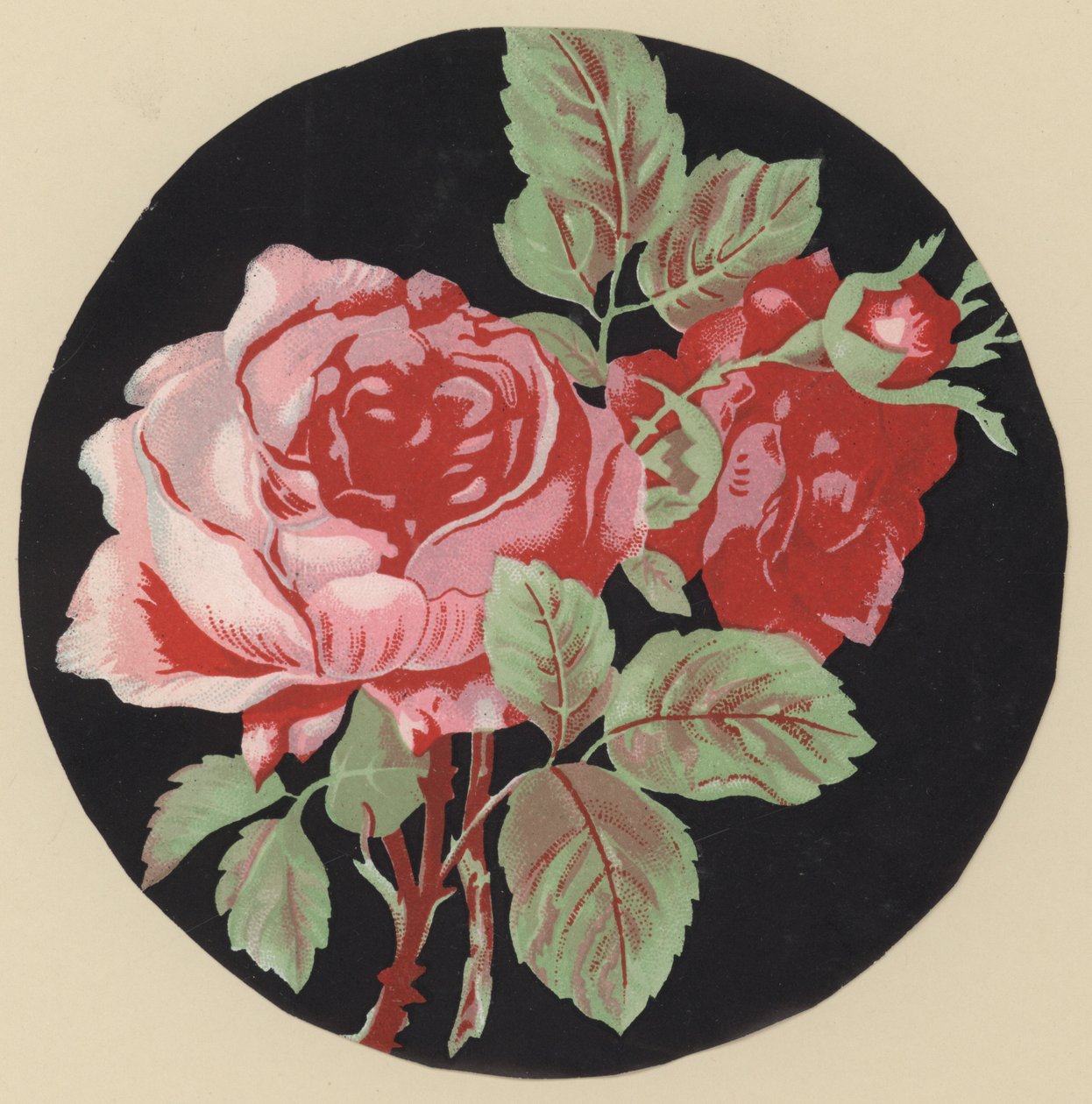 Rose von European School