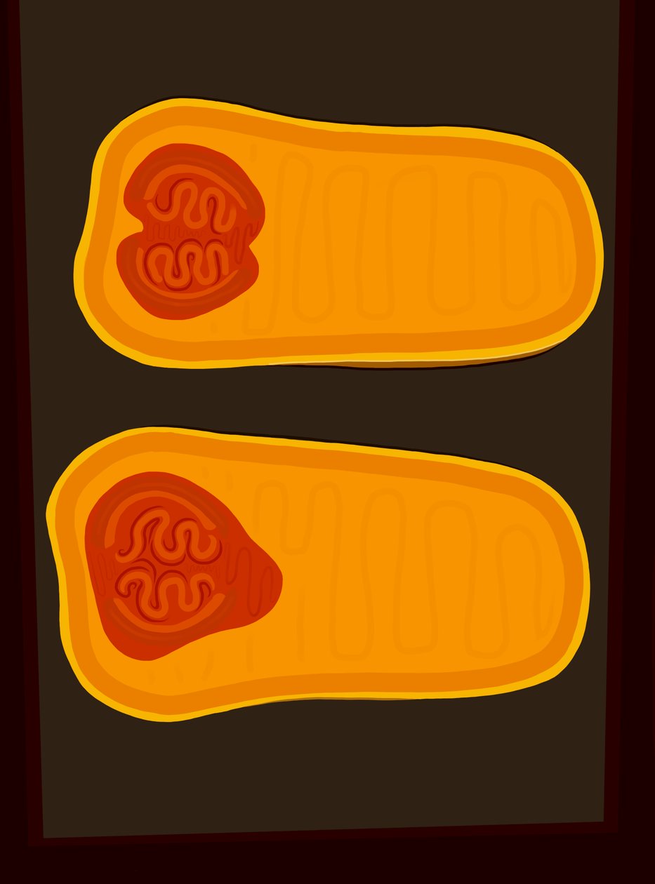 Butternusskürbis von Evan Sklar