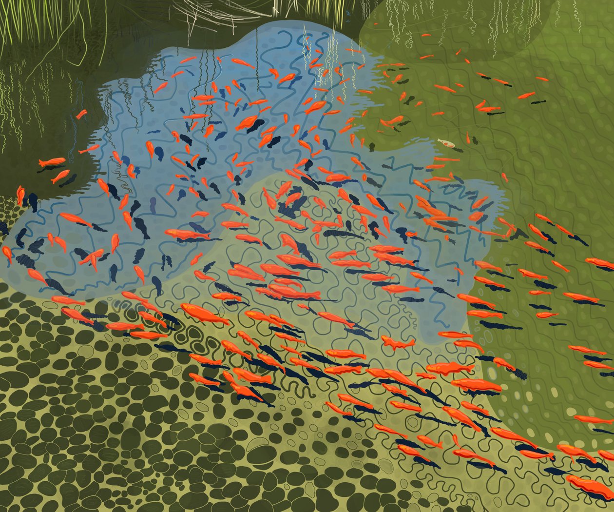 Koi-Teich im botanischen Garten von Evan Sklar