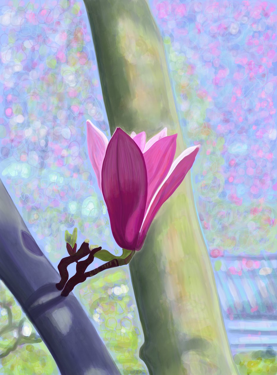 Magnolienblüte von Evan Sklar