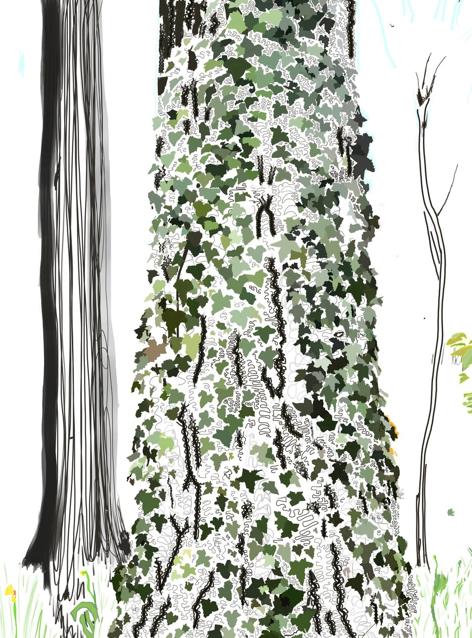 Baum mit Efeu von Evan Sklar