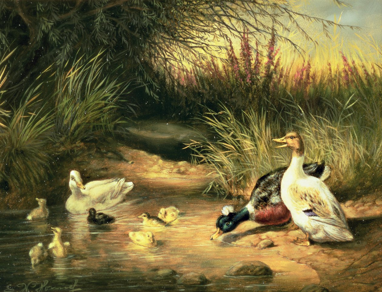 Enten, Erpel und Entenküken von Ewald Honnef