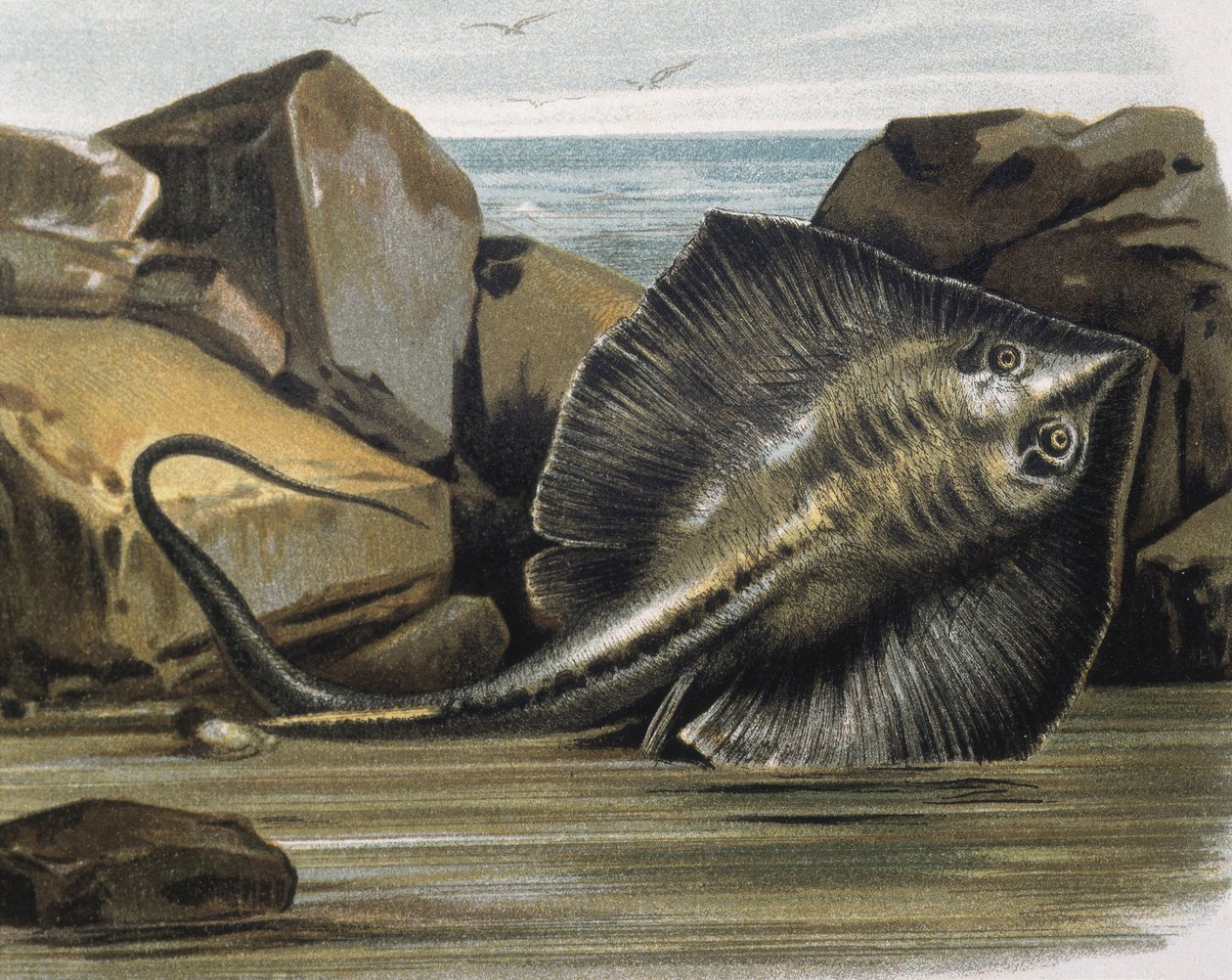 Gewöhnlicher Stechrochen (Trygon pastinaca) von F. (after) Padro