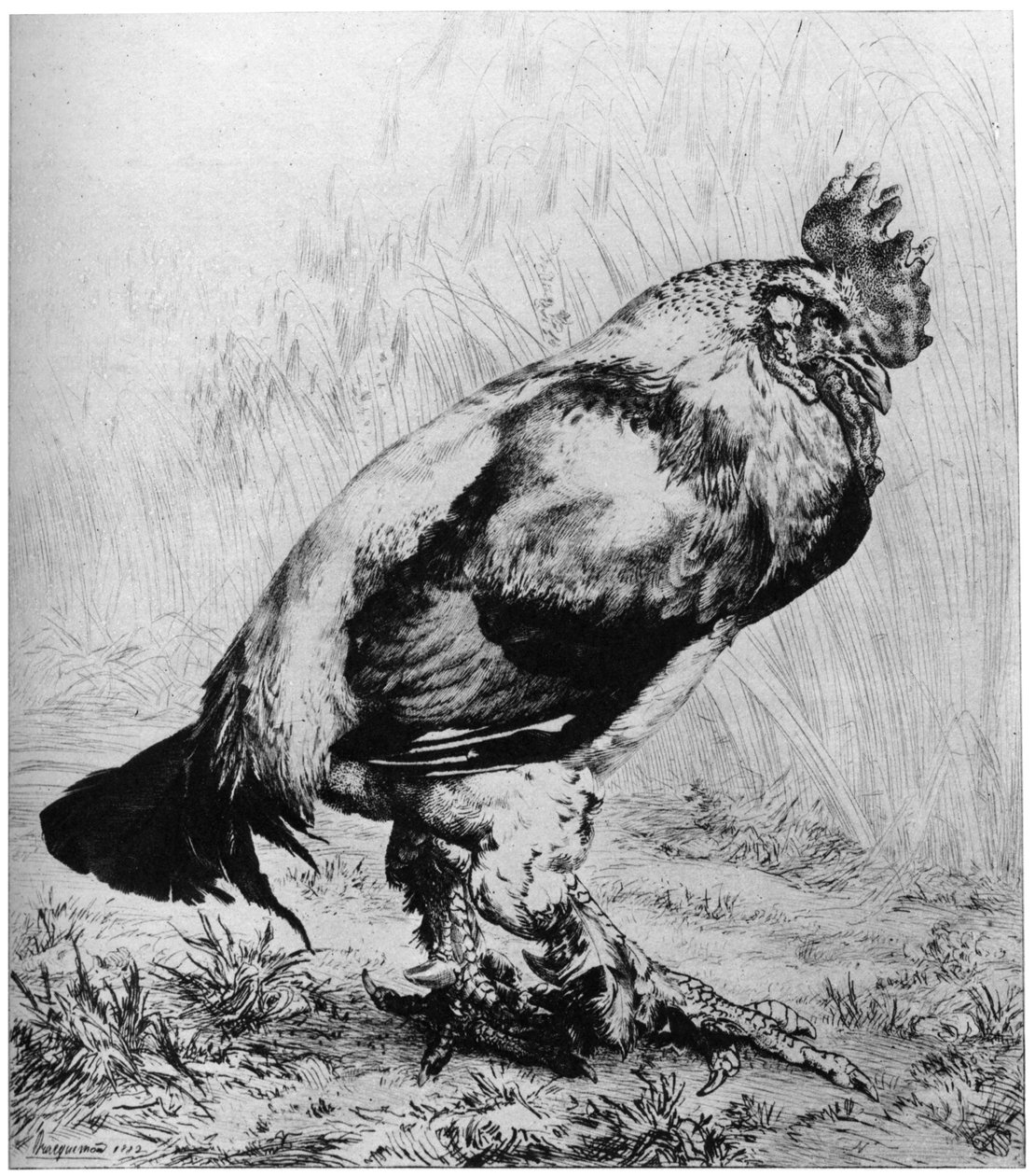 La Coq, ca. 1850-1910, 1924 von Felix Bracquemond