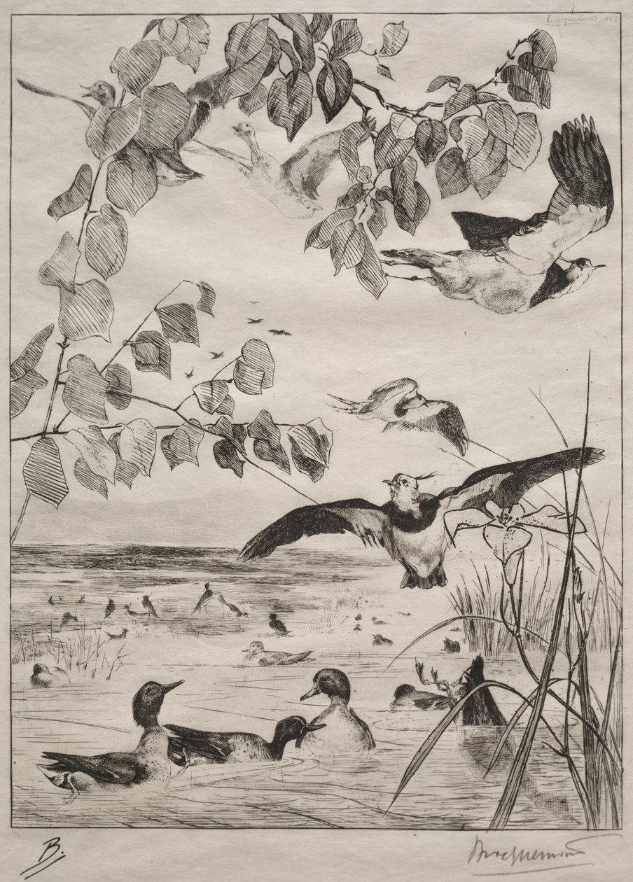 Kiebitze und Krickenten von Felix Bracquemond