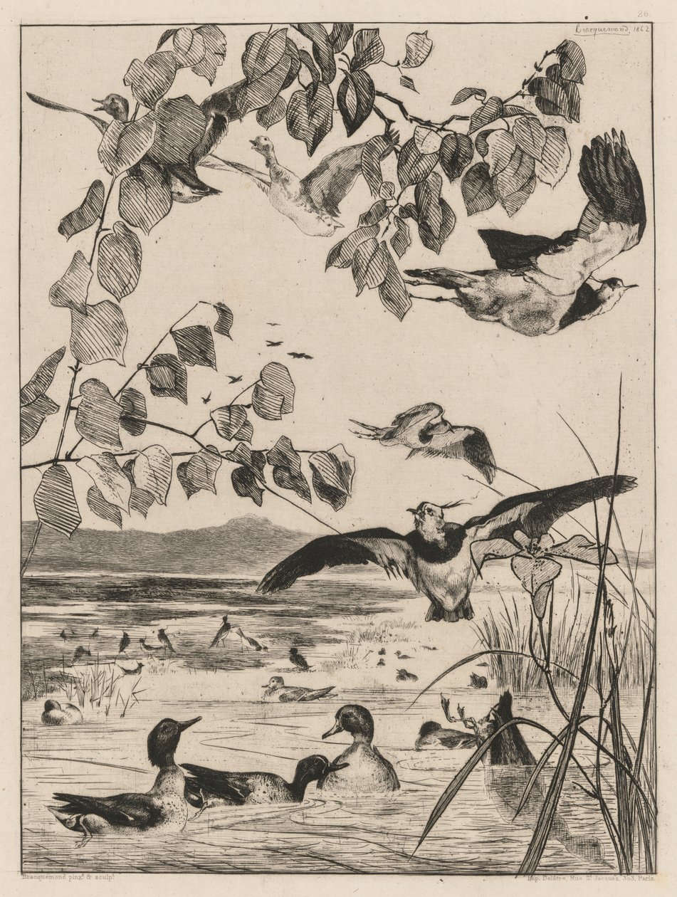 Kiebitze und Krickenten von Felix Bracquemond