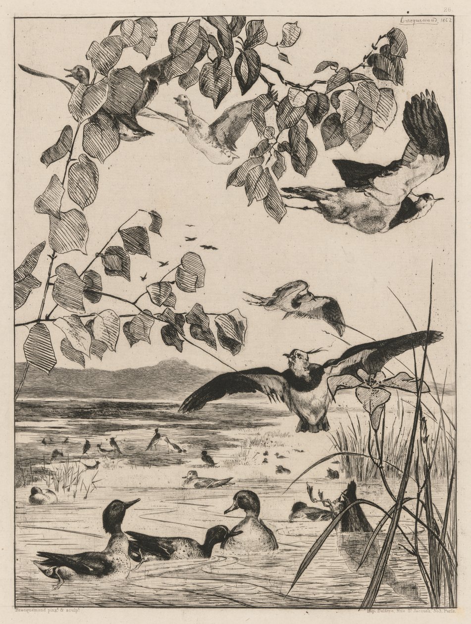 Kiebitze und Krickenten, 1862 von Felix Bracquemond