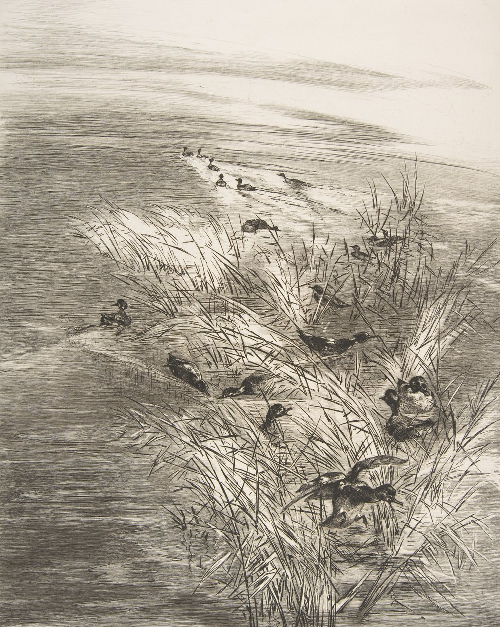 Roseaux et Sarcelles, 1882 von Felix Bracquemond