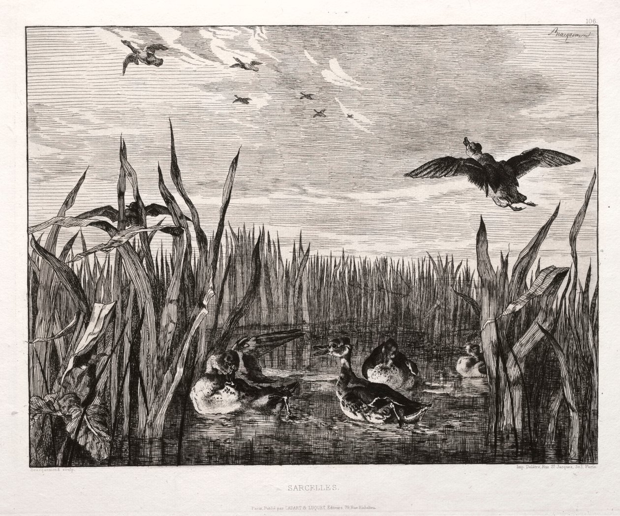 Krickenten von Felix Bracquemond