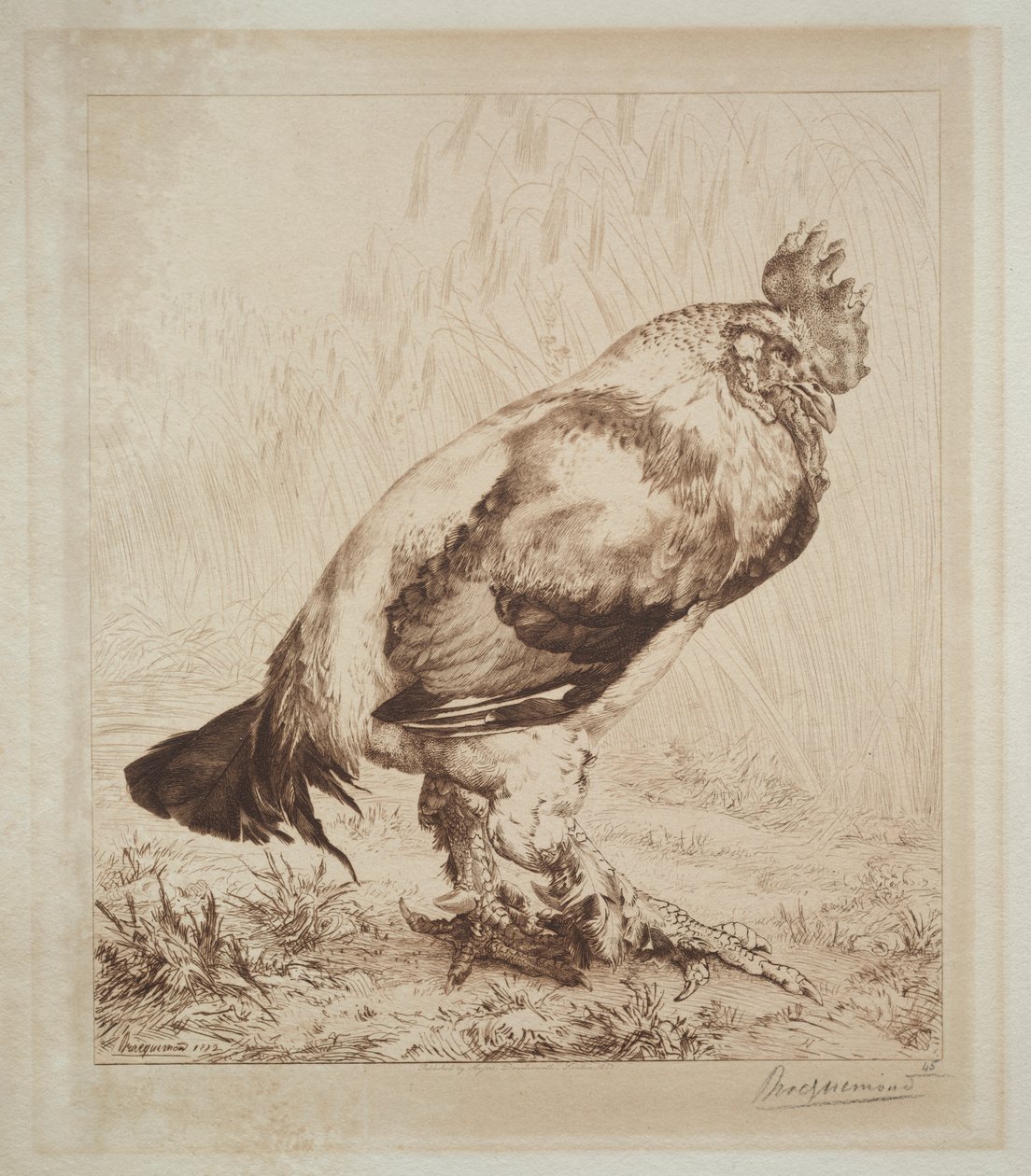 Der alte Hahn von Felix Bracquemond