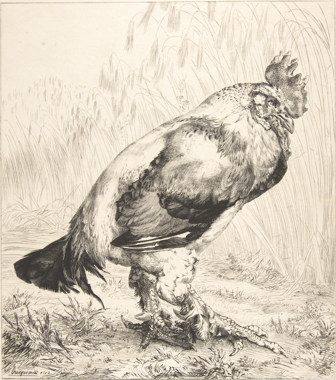 Der alte Hahn, 1882 von Felix Bracquemond