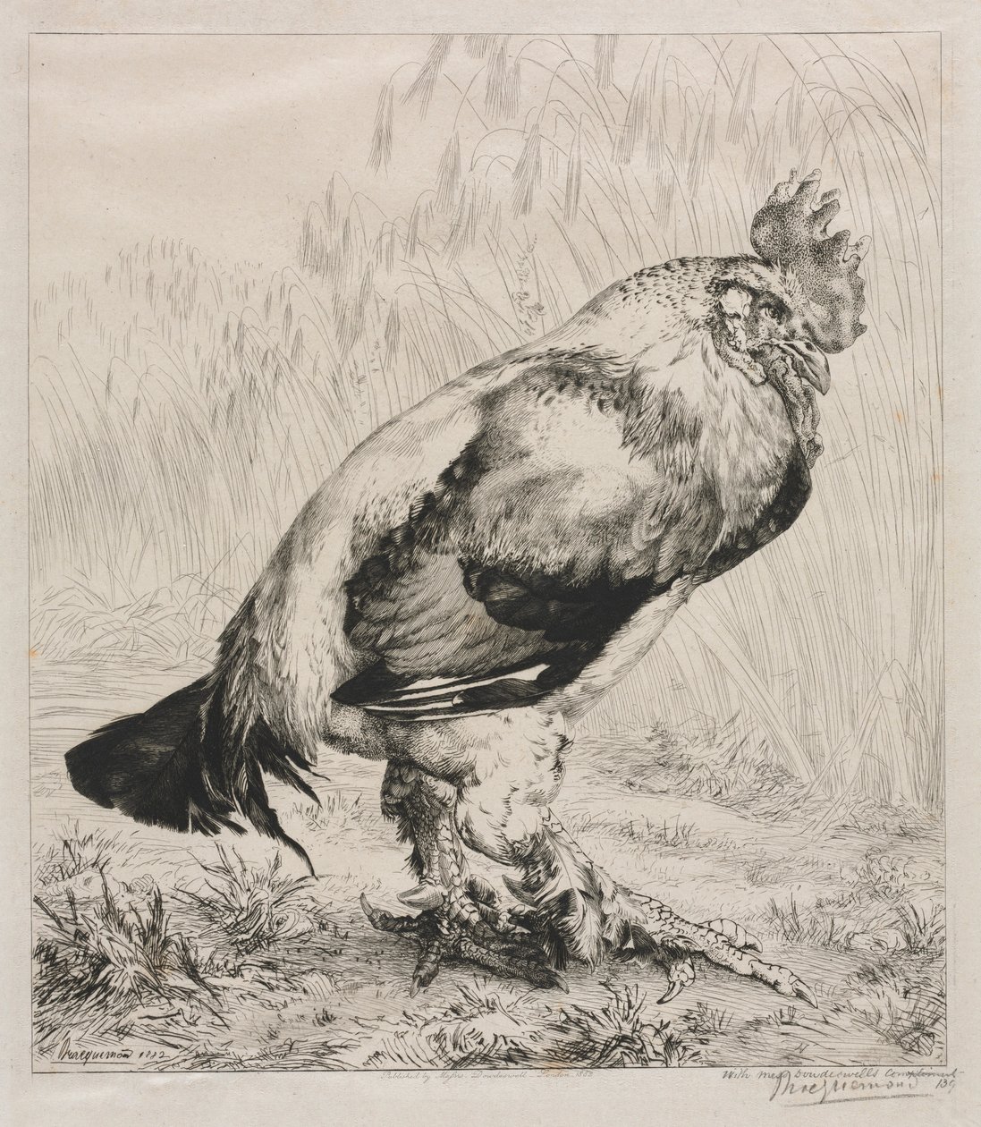 Der alte Hahn, 1882 von Felix Bracquemond