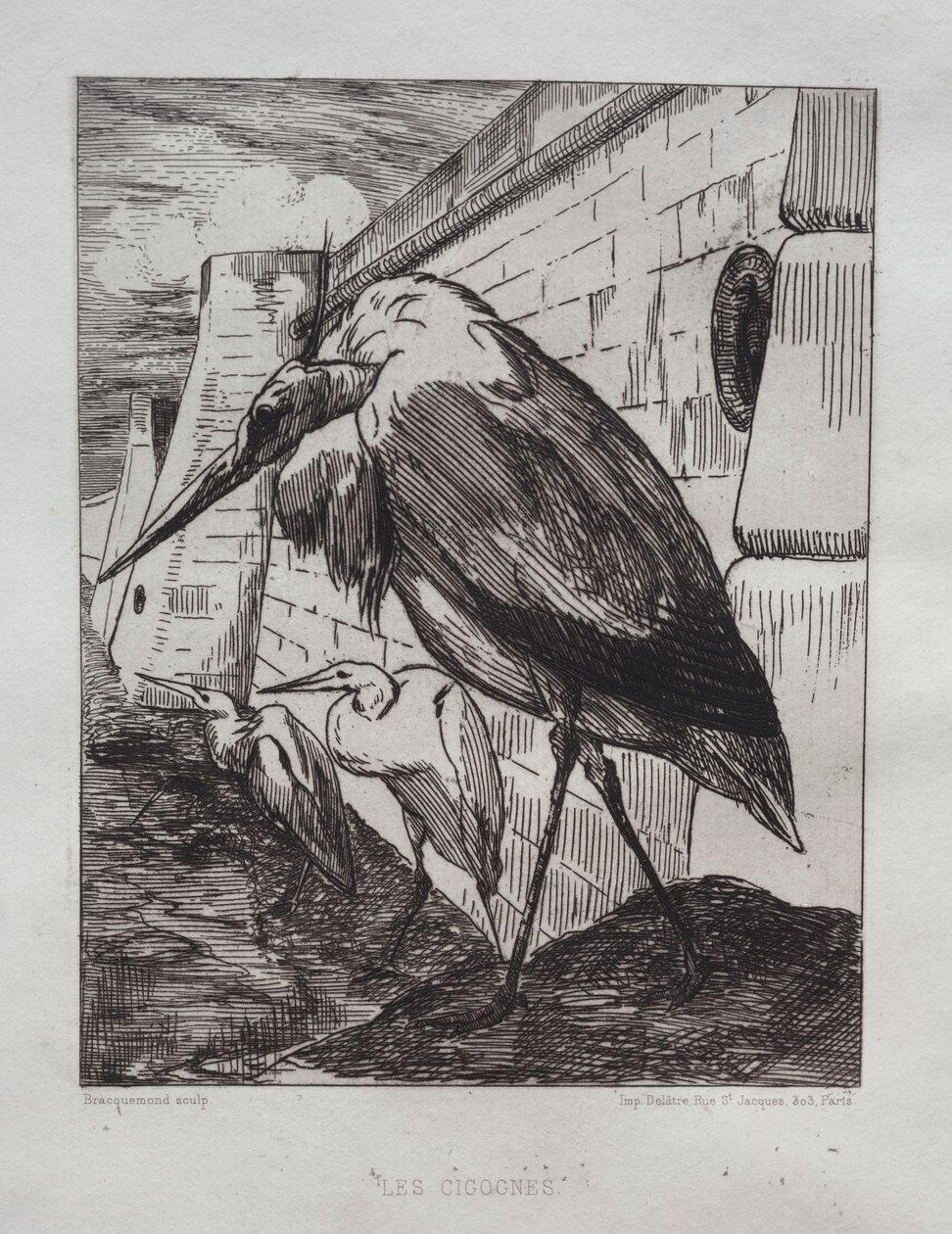 Die Störche von Felix Bracquemond