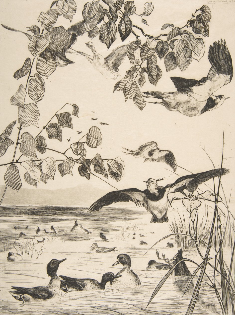 Vanneaux et Sarcelles, 1862 von Felix Bracquemond