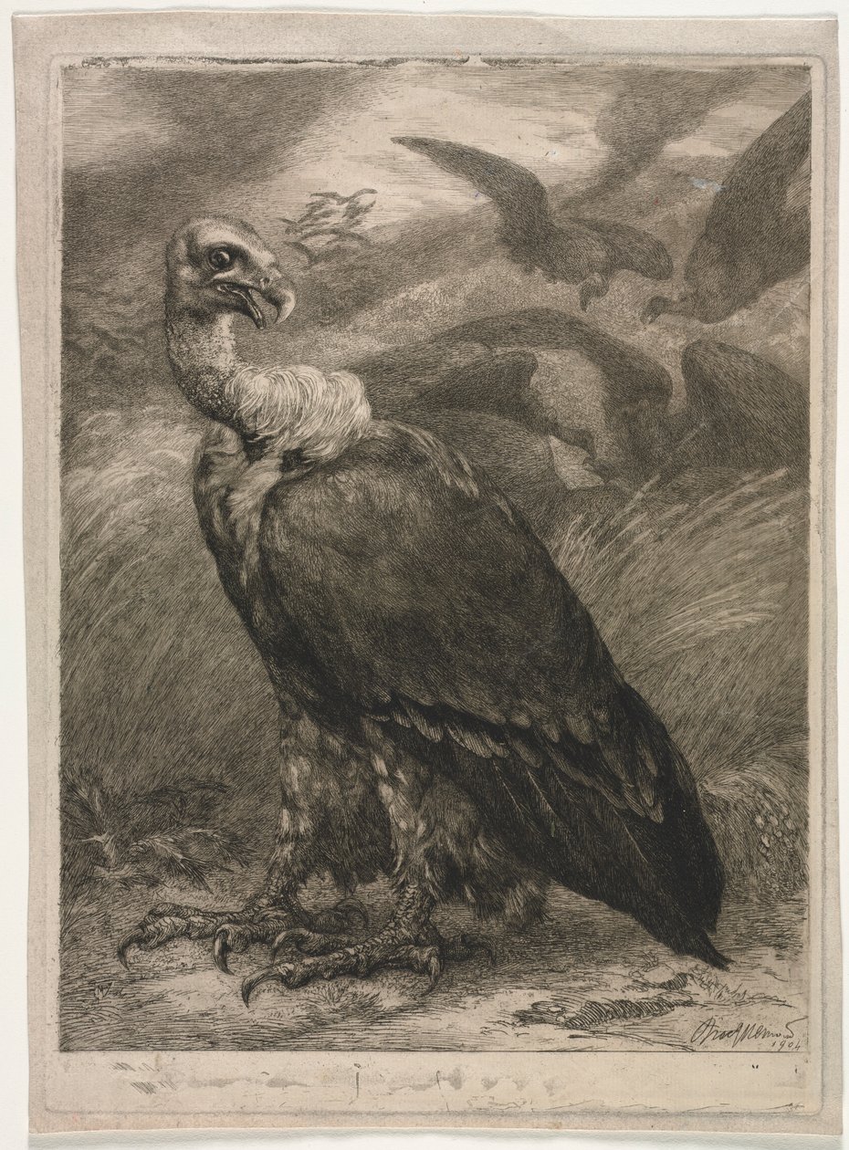 Geier, 1904 von Felix Bracquemond