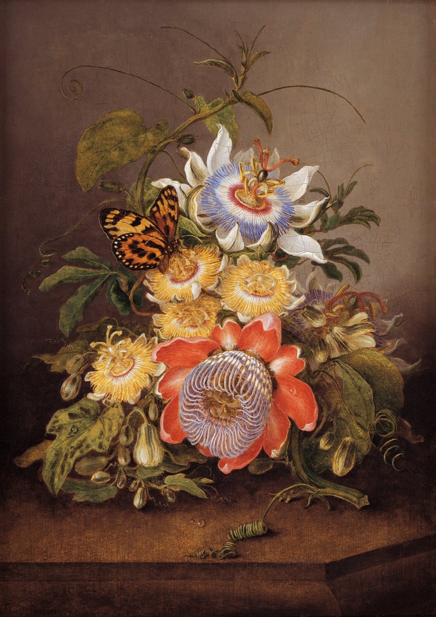 Passionsblumen von Ferdinand Bauer