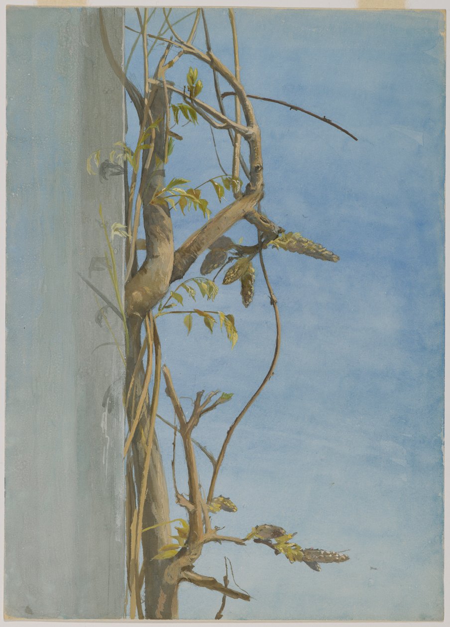 Blauregen an einer Wand von Fidelia Bridges