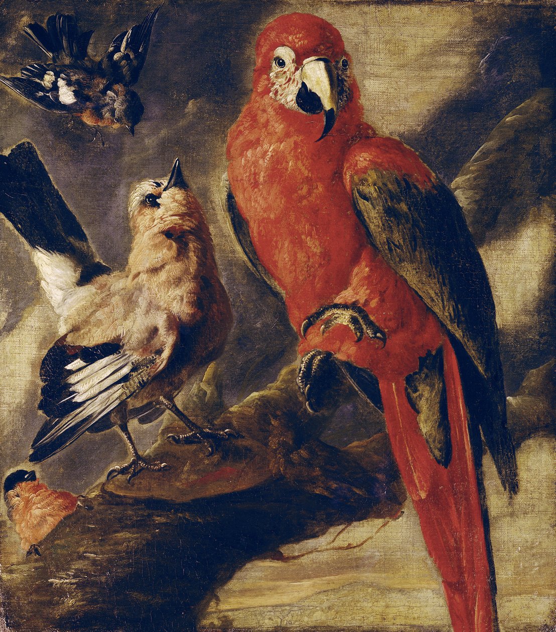 Ara und Gimpel von Flemish School