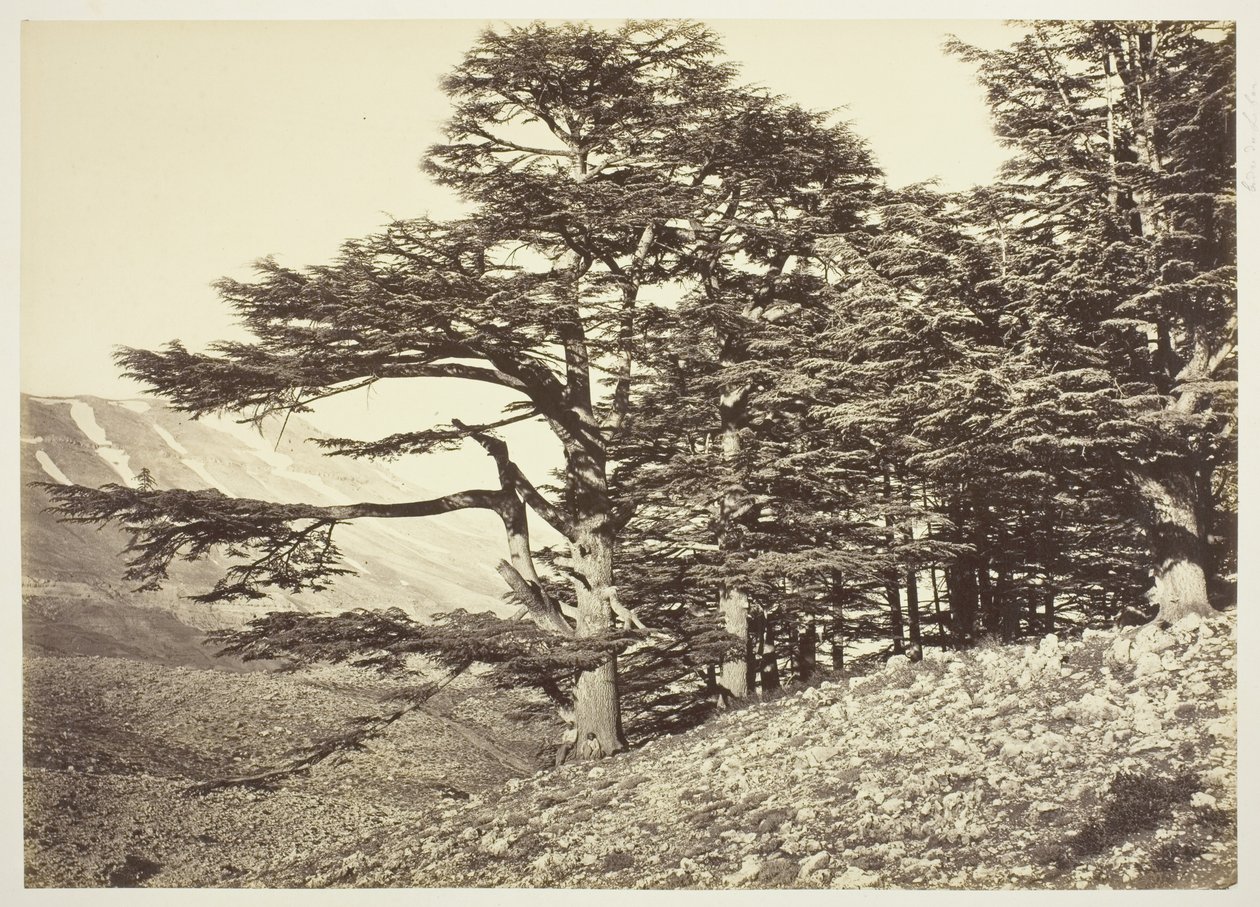 Zedern des Libanon von Félix Bonfils