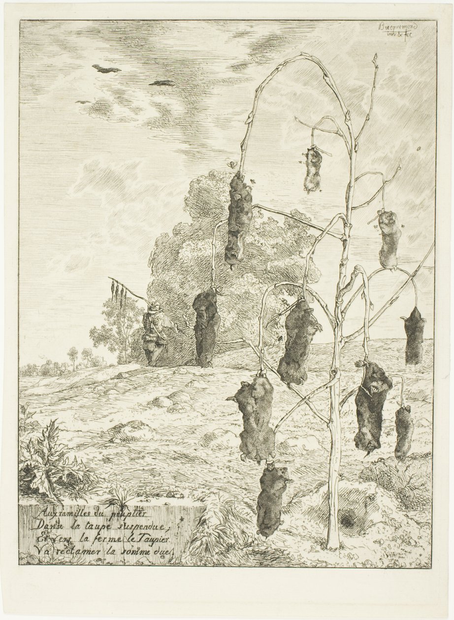 Maulwürfe von Félix Henri Bracquemond