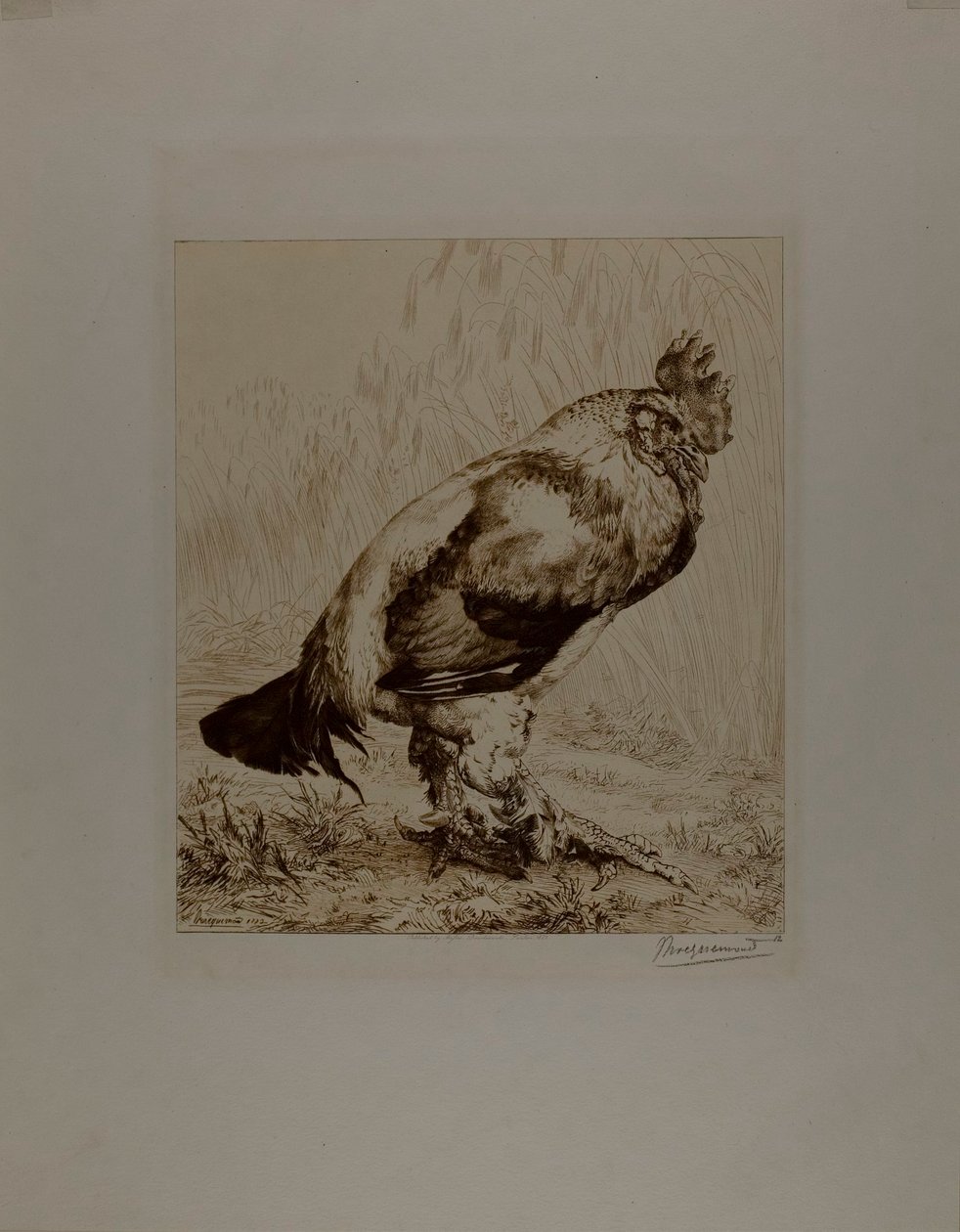 Der alte Hahn von Félix Henri Bracquemond