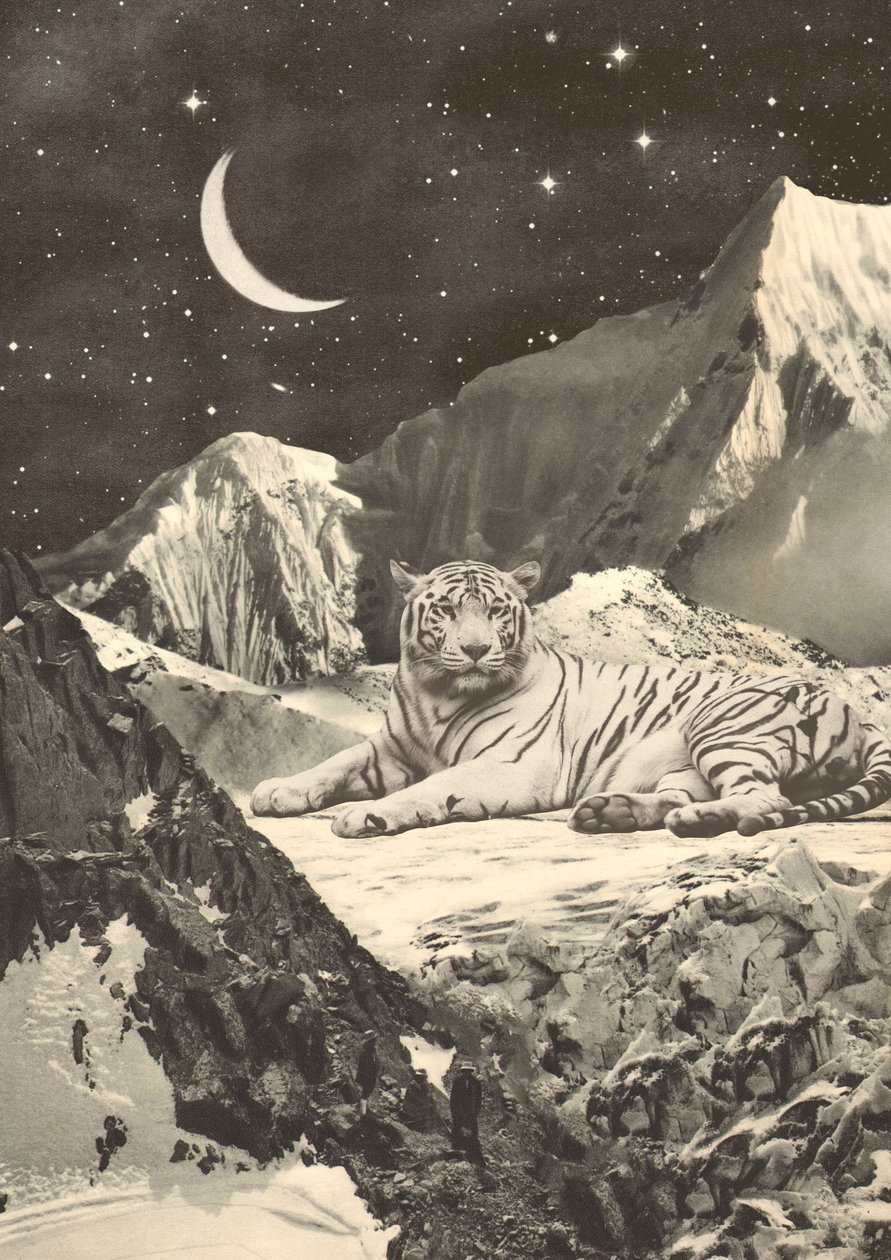 Riesiger weißer Tiger in den Bergen von Florent Bodart