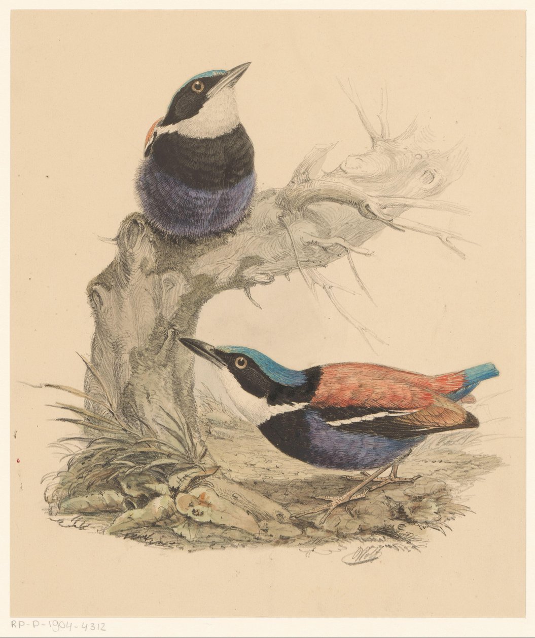 Zwei Vögel von Florentius Abraham Verster van Wulverhorst
