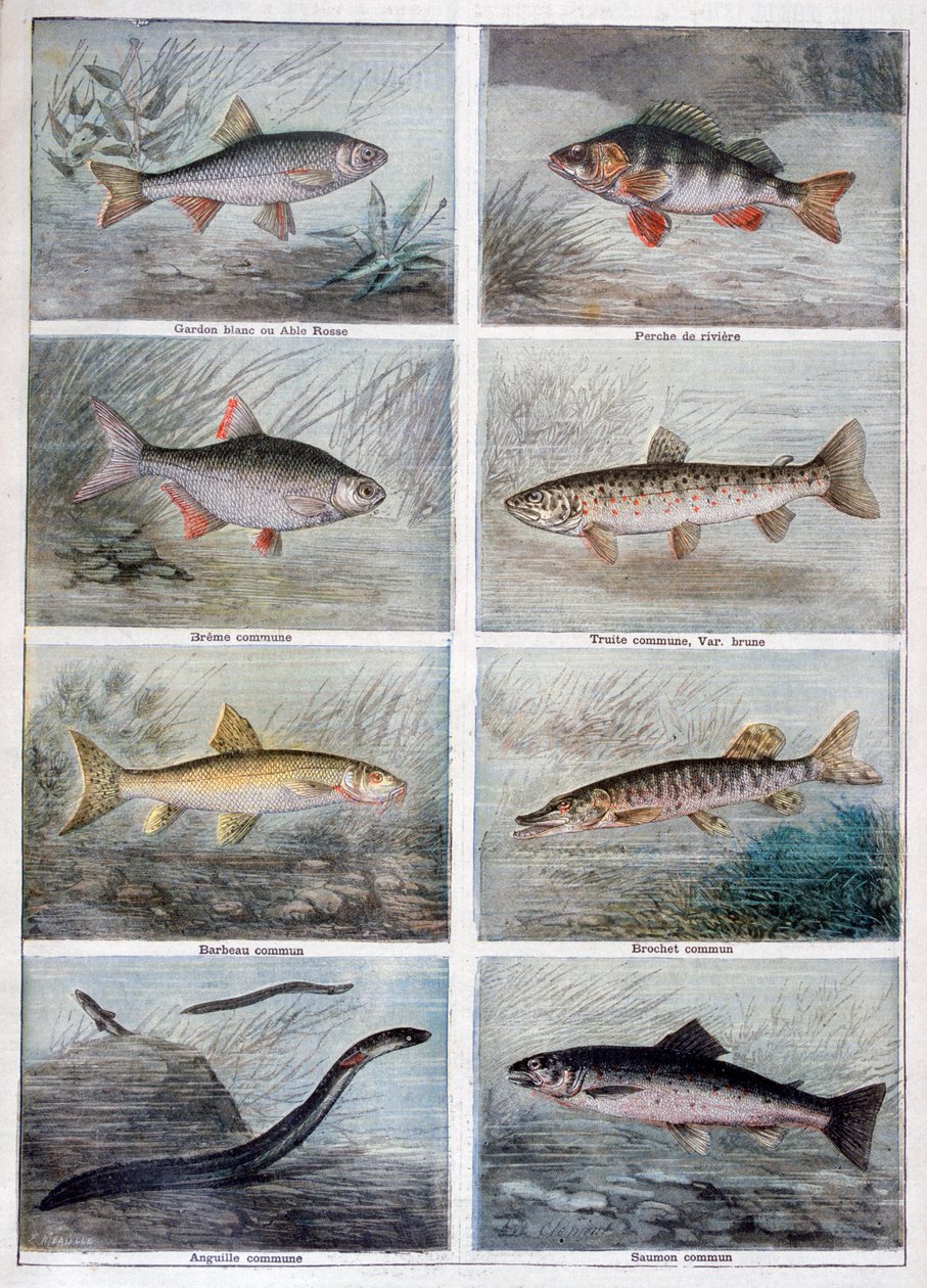 Süßwasserfische, 1897 von Fortuné Méaulle