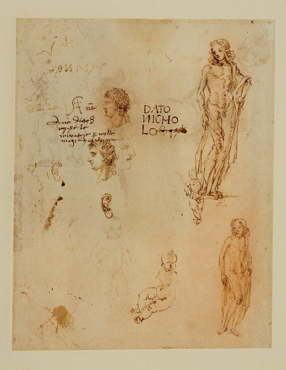 Drei Profile; Ohren; zwei Apollos von Francesco di Simone (attr. to)