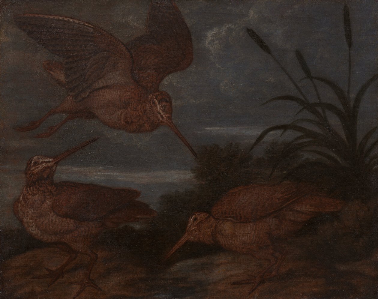 Waldschnepfe in der Dämmerung von Francis Barlow