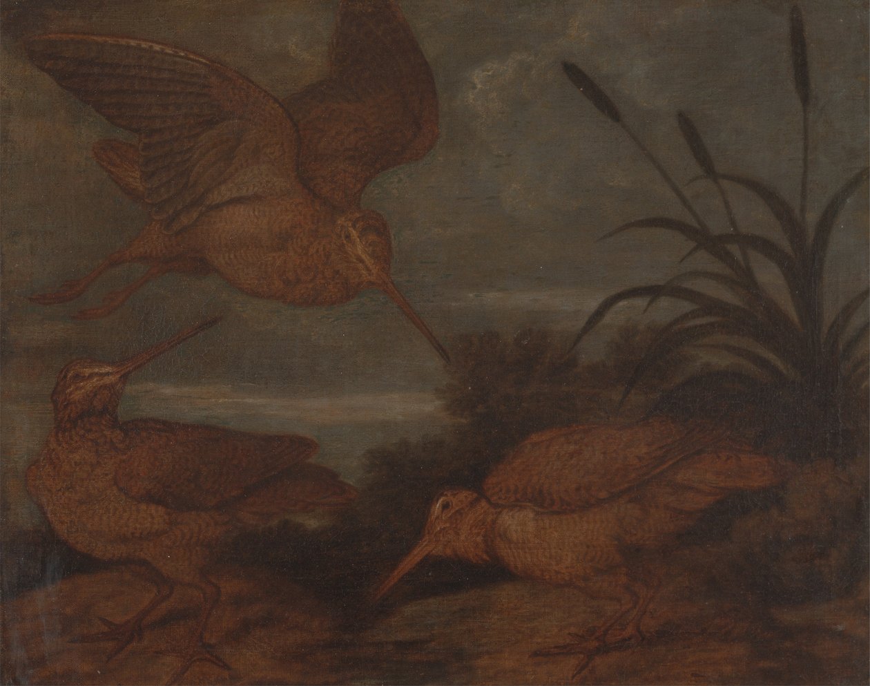 Waldschnepfe in der Dämmerung von Francis Barlow