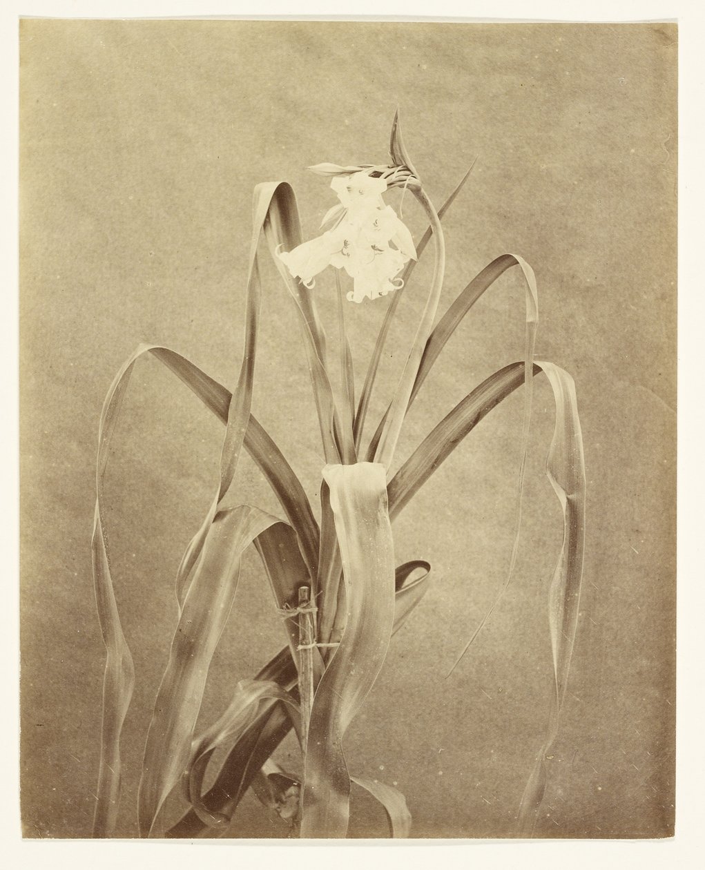 [Blumen] von Francis Edmond Currey