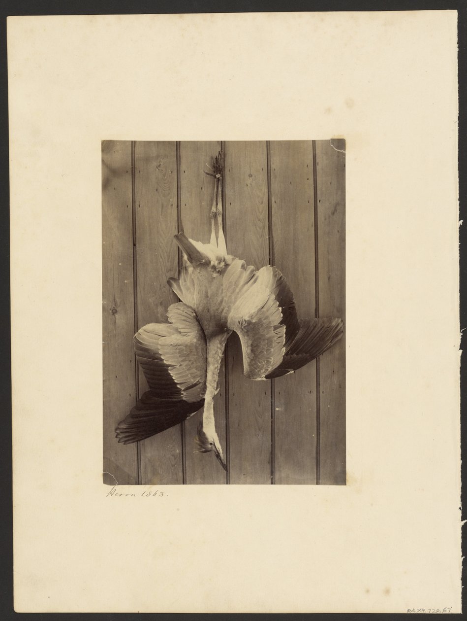 Reiher von Francis Edmond Currey