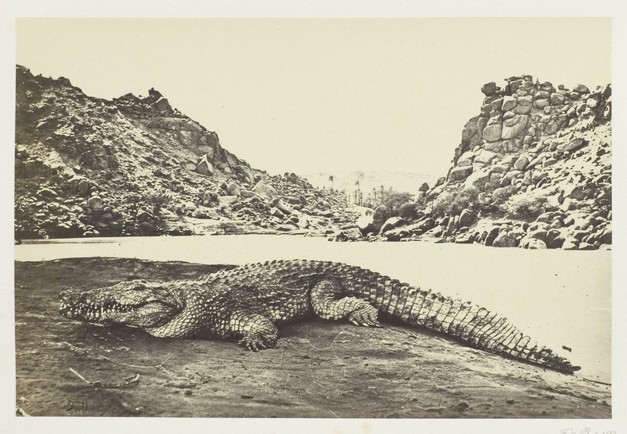 Krokodil auf einer Sandbank von Francis Frith