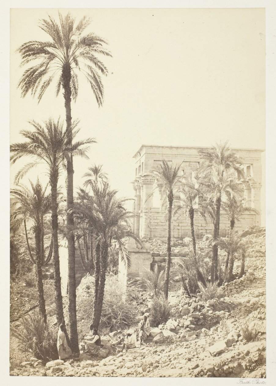 Gruppe von Palmen von Francis Frith