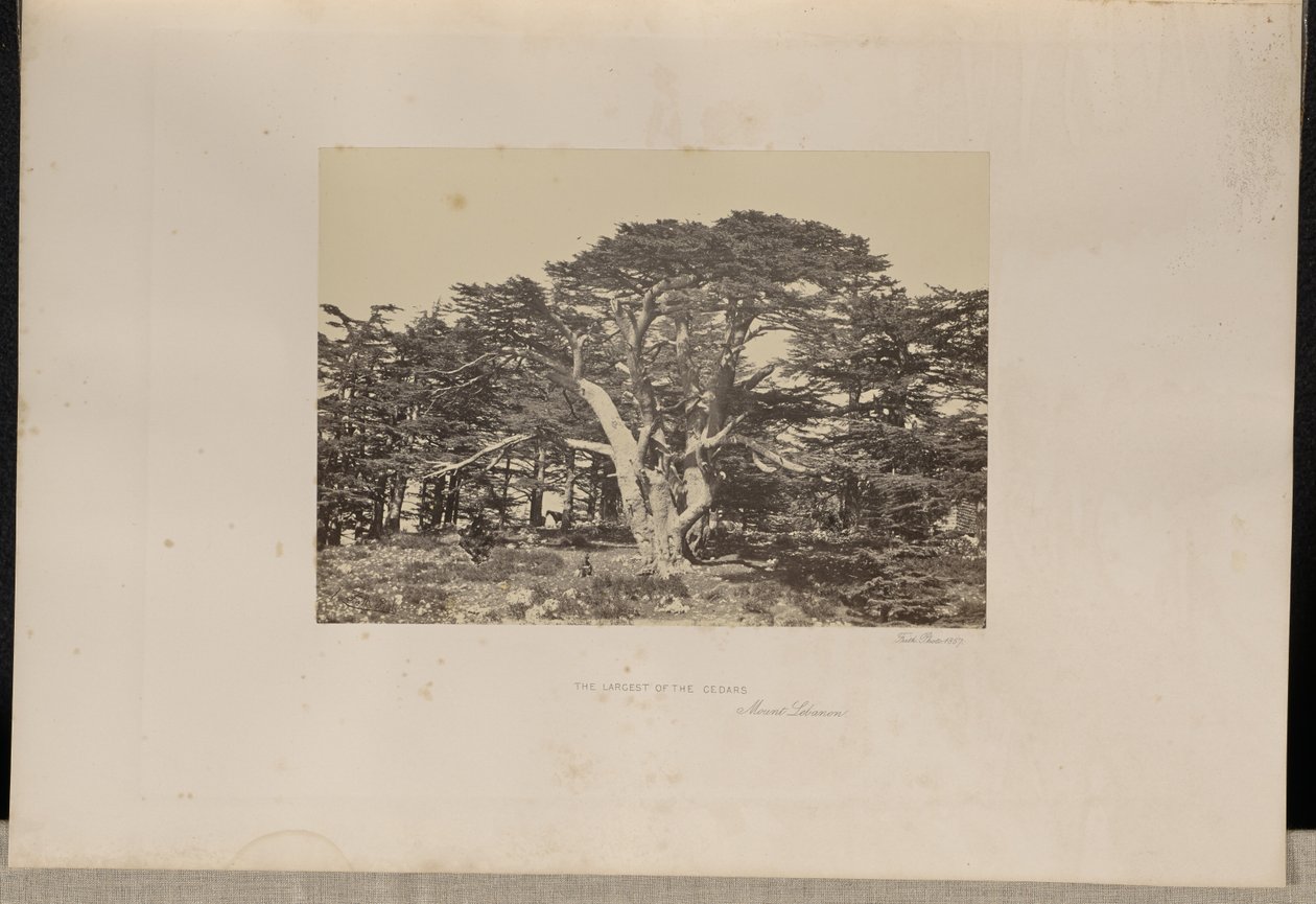 Der größte der Zedern, Berg Libanon von Francis Frith