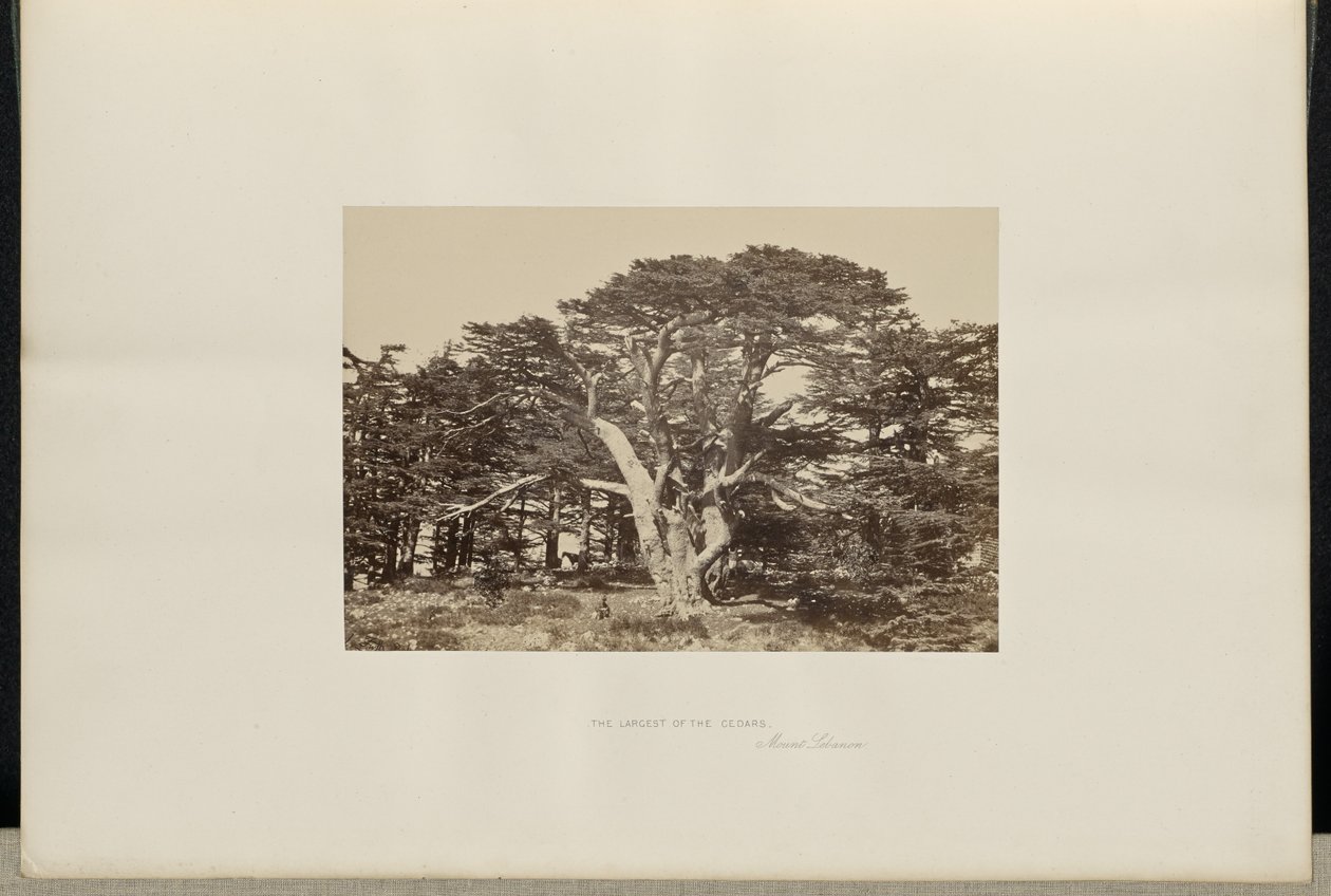 Der größte der Zedern, Berg Libanon von Francis Frith