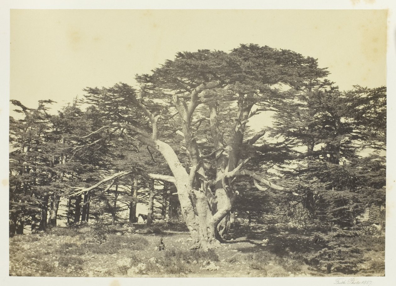 Der größte der Zedern, Berg Libanon von Francis Frith