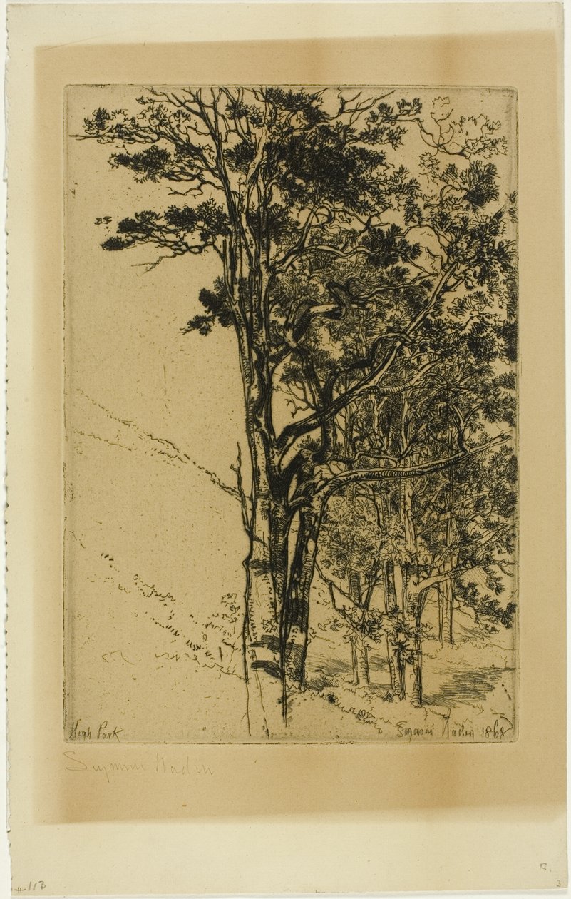 Tannen (Eine Studie) von Francis Seymour Haden