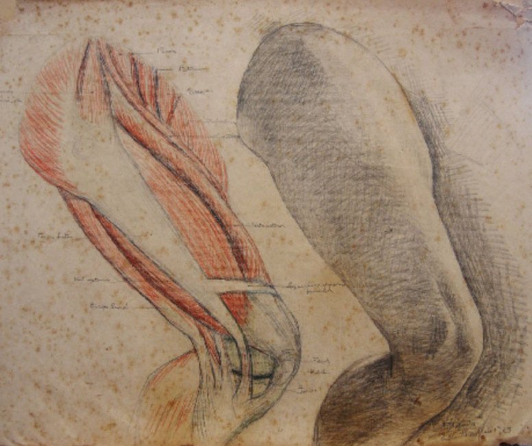 Anatomische Studie und lebendes Modell von Francisco Bayardo
