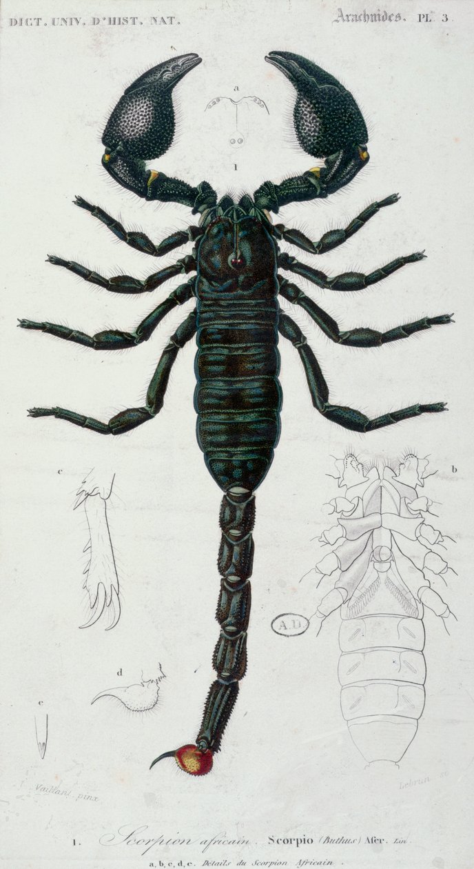 Afrikanischer Skorpion (Scorpio) von Francois Le Vaillant