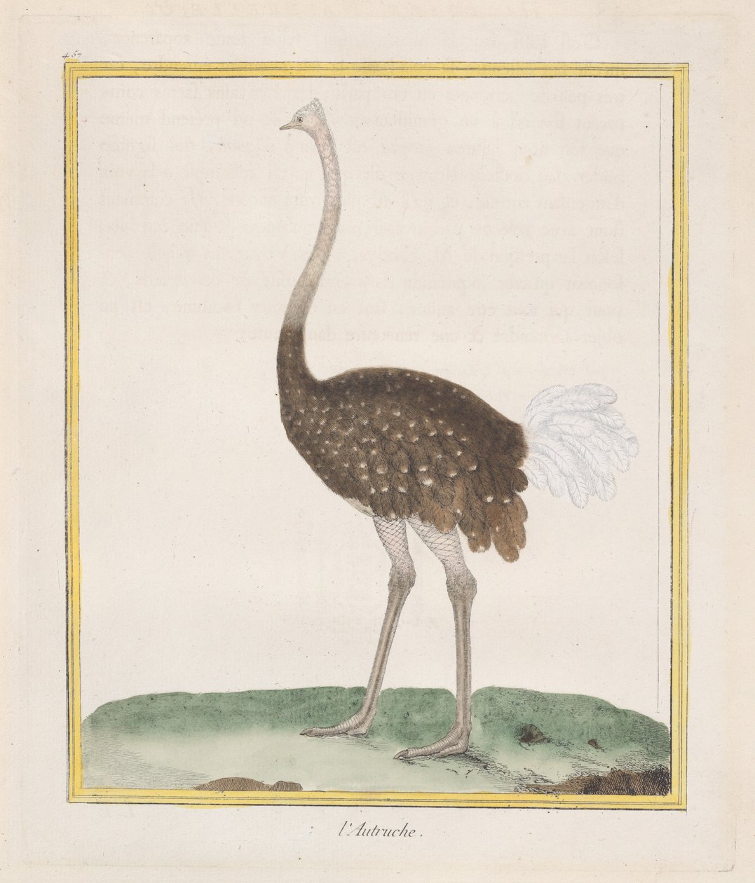 Strauß von Francois Nicolas Martinet